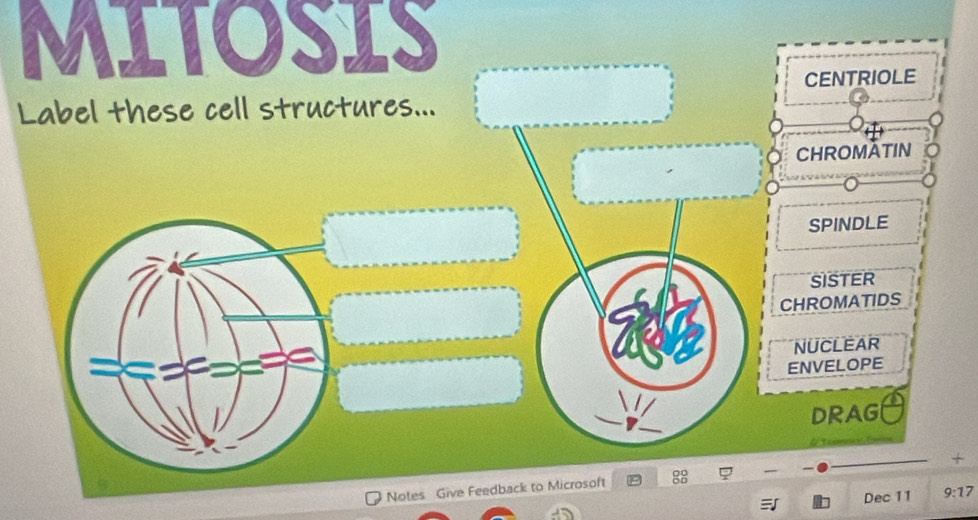 MITOSIS
CENTRIOLE
Label these cell structures...
CHROMATIN
SPINDLE
SISTER
CHROMATIDS
NUCLEAR
ENVELOPE
DRAG
Notes Give Feedback to Microsoft +
Dec 11 9:17