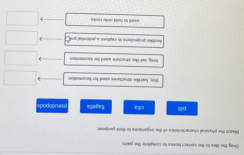 Drag the tiles to the correct boxes to complete the pairs.
Match the physical characteristics of the organisms to their purpose.
pilli cilia flagella pseudopods
thin, hairlike structures used for locomotion
long, tail-like structure used for locomotion
feetlike projections to capture a potential pre
used to hold onto rocks