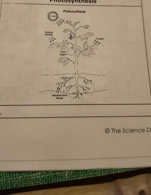 Photosynthesis 
© The Science D