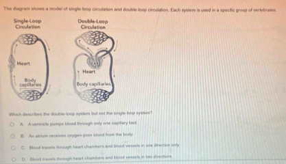Solved: The diagram shows a model of single-loop circulation and double ...