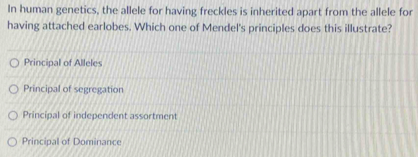 In human genetics, the allele for having freckles is inherited apart from the allele for
having attached earlobes. Which one of Mendel's principles does this illustrate?
Principal of Alleles
Principal of segregation
Principal of independent assortment
Principal of Dominance