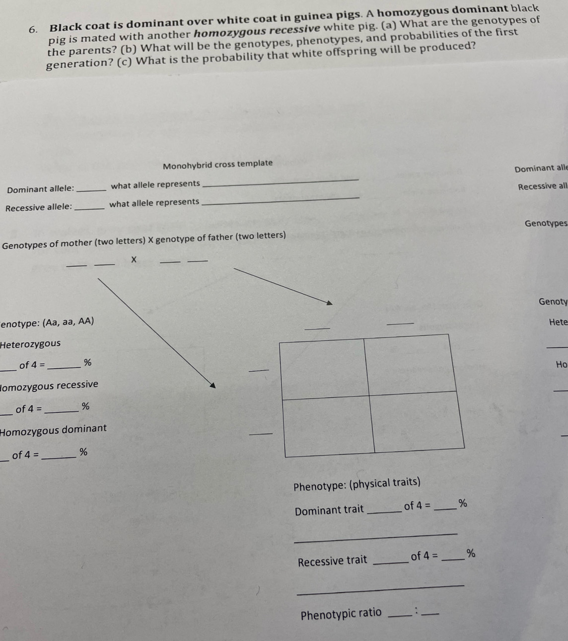 Black coat is dominant over white coat in guinea pigs. A homozygous dominant black 
pig is mated with another homozygous recessive white pig. (a) What are the genotypes of 
the parents? (b) What will be the genotypes, phenotypes, and probabilities of the first 
generation? (c) What is the probability that white offspring will be produced? 
Monohybrid cross template 
_ 
Dominant allele:_ what allele represents _Dominant alle 
Recessive all 
Recessive allele: _what allele represents 
Genotypes 
Genotypes of mother (two letters) X genotype of father (two letters) 
_ 
_ 
× 
_ 
_ 
Genoty 
enotype: ( Aa,a a, AA) _Hete 
Heterozygous 
_ 
of 4= %
_Iomozygous recessiveHo 
_of 4= _ %
Homozygous dominant 
_ 
of 4= _  %
Phenotype: (physical traits) 
Dominant trait _of 4= _ %
_ 
Recessive trait _of 4= _ %
_ 
Phenotypic ratio _:_