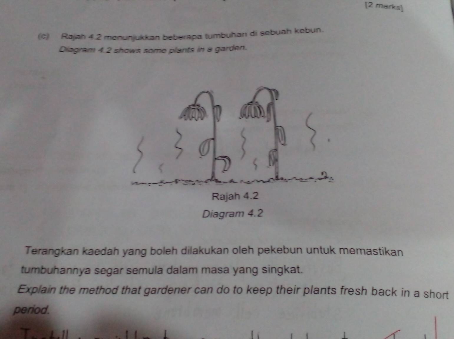 Rajah 4.2 menunjukkan beberapa tumbuhan di sebuah kebun. 
Diagram 4.2 shows some plants in a garden. 
Terangkan kaedah yang boleh dilakukan oleh pekebun untuk memastikan 
tumbuhannya segar semula dalam masa yang singkat. 
Explain the method that gardener can do to keep their plants fresh back in a short 
period.