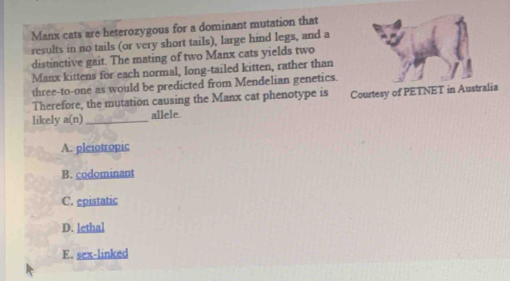 Manx cats are heterozygous for a dominant mutation that
results in no tails (or very short tails), large hind legs, and a
distinctive gait. The mating of two Manx cats yields two
Manx kittens for each normal, long-tailed kitten, rather than
three-to-one as would be predicted from Mendelian genetics.
Therefore, the mutation causing the Manx cat phenotype is Courtesy of PETNET in Australia
likely a(n)_ allele.
A. pleiotropic
B. codominant
C. epistatic
D. lethal
E. sex-linked