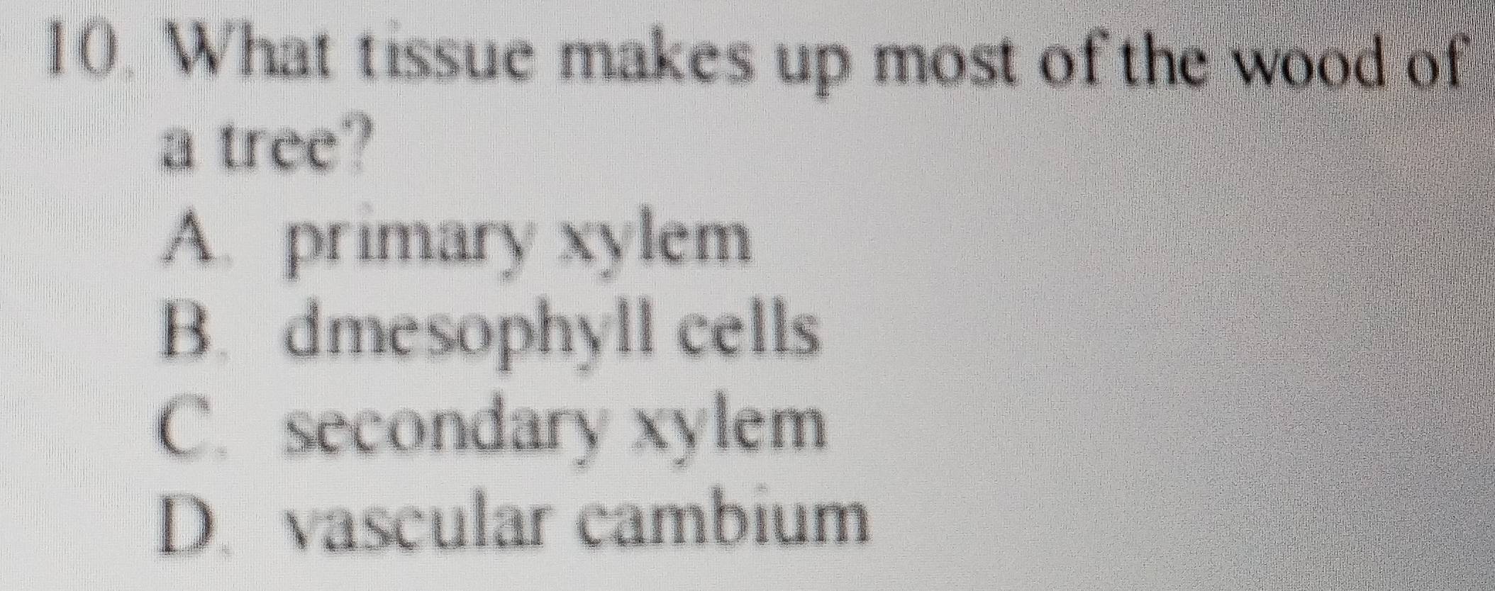 What tissue makes up most of the wood of
a tree?
A. primary xylem
B. dmesophyll cells
C. secondary xylem
D. vascular cambium