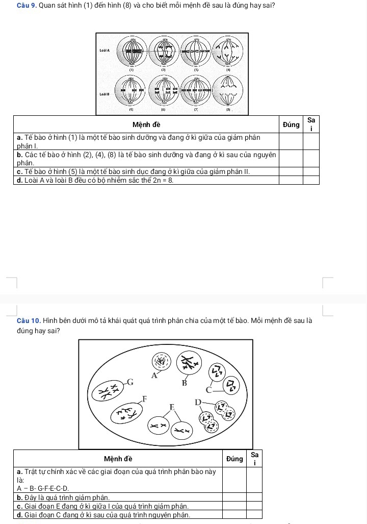 Quan sát hình (1) đến hình (8) và cho biết mỗi mệnh đề sau là đúng hay sai?
Mệnh đề Đúng Sa
a. Tể bào ở hình (1) là một tế bào sinh dưỡng và đang ở kì giữa của giám phân
phân I.
b. Các tế bào ở hình (2), (4), (8) là tế bào sinh dưỡng và đang ở kì sau của nguyên
phân.
c. Tế bào ở hình (5) là một tế bào sinh dục đang ở kì giữa của giảm phân II.
d. Loài A và loài B đều có bộ nhiễm sắc thể 2n=8. 
Câu 10. Hình bên dưới mô tả khái quát quá trình phân chia của một tế bào. Mỗi mệnh đề sau là
đúng hay sai?
Mệnh đề Đúng Sa
a. Trật tự chính xác về các giai đoạn của quá trình phân bào này
là:
A − B- G-F-E-C-D.
b. Đây là quá trình giảm phân.
c. Giai đoạn E đang ở kì giữa I của quá trình giảm phân.
d. Giai đoạn C đang ở kì sau của quá trình nguyên phân.