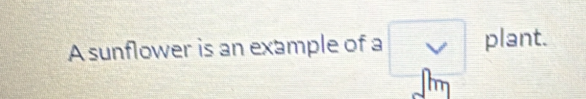 A sunflower is an example of a □ plant.