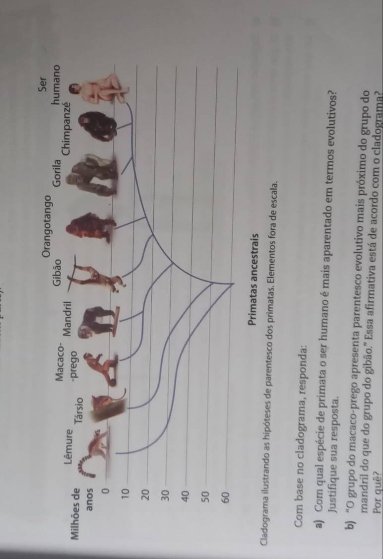 Primatas ancestrais 
Cladograma ilustrando as hipóteses de parentesco dos primatas. Elementos fora de escala. 
Com base no cladograma, responda: 
a) Com qual espécie de primata o ser humano é mais aparentado em termos evolutivos? 
Justifique sua resposta. 
b) “O grupo do macaco-prego apresenta parentesco evolutivo mais próximo do grupo do 
mandril do que do grupo do gibão." Essa afirmativa está de acordo com o cladograma? 
Por quê?