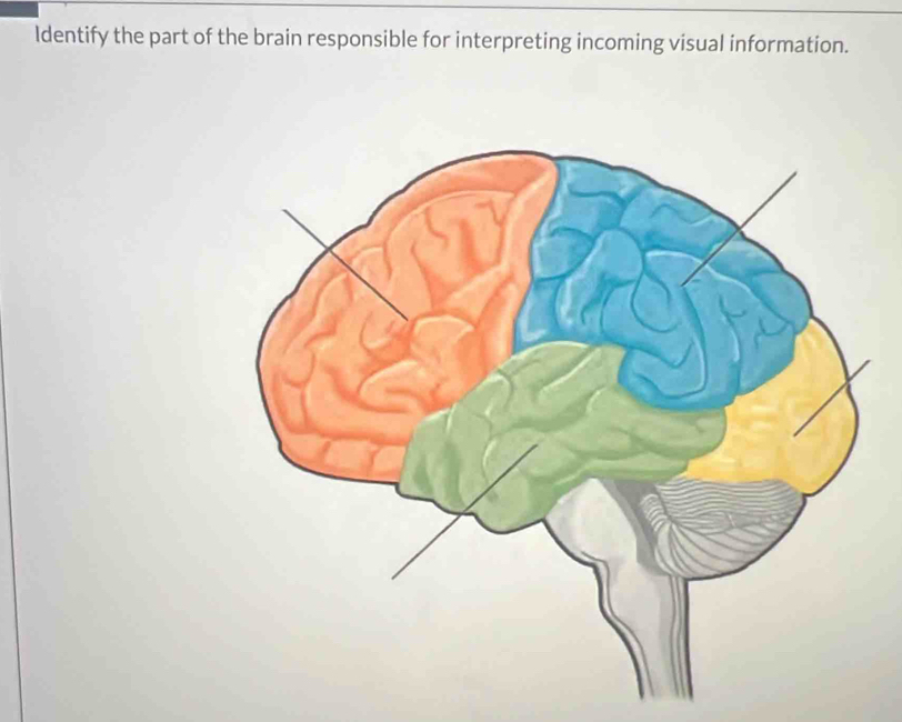 Solved: ldentify the part of the brain responsible for interpreting ...