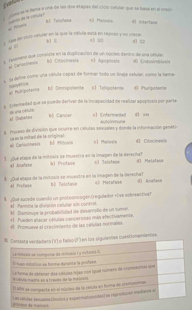 Évalu
Como se le llama a una de las dos etapas del ciclo celular que se basa en el creci-
miento de la célula?
bTelofase c) Meiosis d) Interfase
e Mitosis
2. Fase del ciclo celular en la que la célula está en reposo y no crece:
b S c) G0 dG2
a G1
3 Fenómeno que consiste en la duplicación de un núcleo dentro de una célula:
a) Cariocinesis bCitocinesis cApoptosis d Endosimbiosis
4. Se define como una célula capaz de formar todo un linaje celular, como la hema-
topoyética.
a) Multipotente b) Omnipotente c Totipotente dPluripotente
6. Enfermedad que se puede derivar de la incapacidad de realizar apoptosis por parte
de una célula:
a) Diabetes
b) Cáncer c Enfermedad d VIH
autoinmune
8. Proceso de división que ocurre en células sexuales y donde la información genéti-
ca es la mitad de la original:
a) Cariocinesis b Mitosis c Meiosis d Citocinesis
7. ¿Qué etapa de la mitosis se muestra en la imagen de la derecha?
a) Anafase b Profase c Telofase d Metafase
8 ¿Qué etapa de la mitosis se muestra en la imagen de la derecha?
a) Profase b Telofase c Metafase d Anafase
9.¿Qué sucede cuando un protooncogén (regulador +) se sobreactiva?
a) Permite la división celular sin control.
b) Disminuye la probabilidad de desarrollo de un tumor.
c) Pueden atacar células cancerosas más efectivamente.
d) Promueve el crecimiento de las células normales.
ntes cuestionamientos.