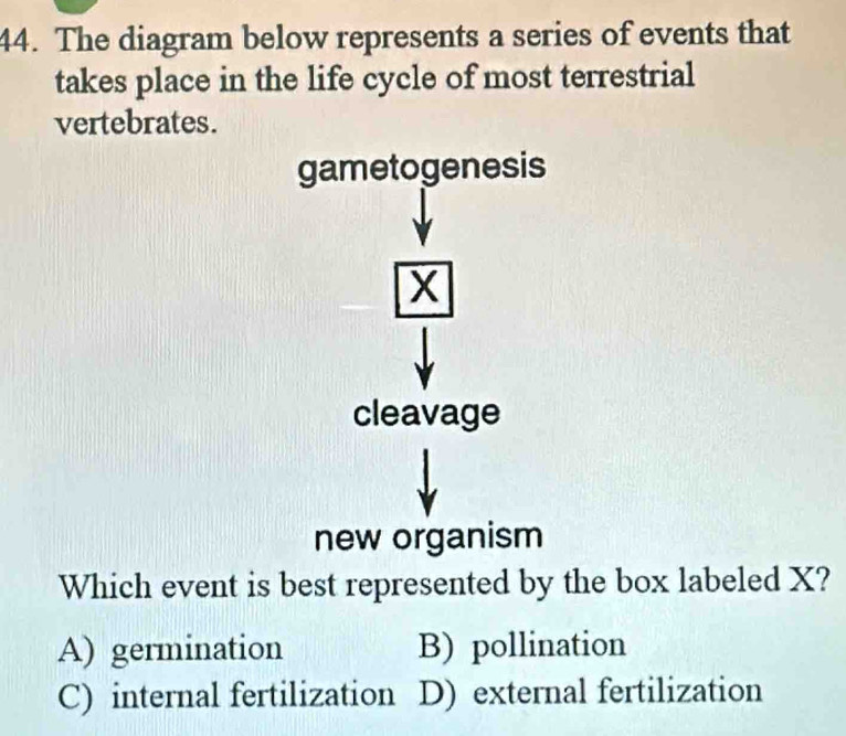 The diagram below represents a series of events that
takes place in the life cycle of most terrestrial
vertebrates.
gametogenesis
X
cleavage
new organism
Which event is best represented by the box labeled X?
A) germination B) pollination
C) internal fertilization D) external fertilization