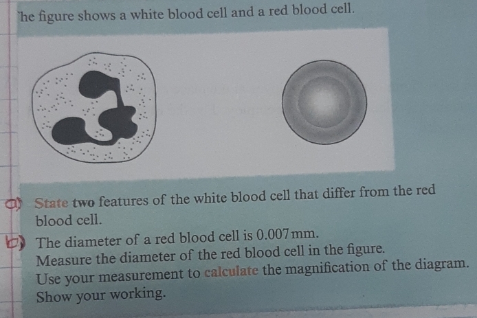 Solved: he figure shows a white blood cell and a red blood cell. a ...