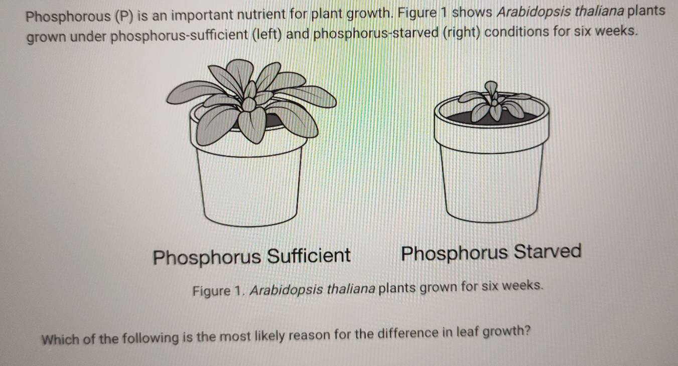 Phosphorous (P) is an important nutrient for plant growth. Figure 1 shows Arabidopsis thaliana plants 
grown under phosphorus-sufficient (left) and phosphorus-starved (right) conditions for six weeks. 
Phosphorus Sufficient Phosphorus Starved 
Figure 1. Arabidopsis thaliana plants grown for six weeks. 
Which of the following is the most likely reason for the difference in leaf growth?