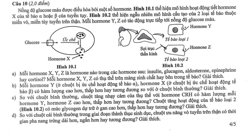 (2,0 điểm) 
Nồng độ glucose máu được điều hòa bởi một số hormone. Hình 10.1 thể hiện mô hình hoạt động tiết hormone
X của tế bào α hoặc β của tuyến tụy. Hình 10.2 thể hiện ngẫu nhiên mô hình cấu tạo của 2 loại tế bào thuộc 
miền vỏ, miền tủy tuyến trên thận. Mỗi hormone Y, Z có tác động trực tiếp tới nồng độ glucose máu. 
Hình 10.1 
a) Mỗi hormone X, Y, Z là hormone nào trong các hormone sau: insulin, glucagon, aldosterone, epinephrine 
hay cortisol? Mỗi hormone X, Y, Z có thụ thể trên màng sinh chất hay bên trong tế bào? Giải thích. 
b) Mỗi hormone Y (ở chuột bị ức chế hoạt động tế bào α), hormone X (ở chuột bị ức chế hoạt động tế 
bào β) có hàm lượng cao hơn, thấp hơn hay tương đương so với ở chuột bình thường? Giải thích. 
c) So với chuột bình thường, chuột tăng nhạy cảm của thụ thể với hormone CRH có hàm lượng mỗi 
hormone Y, hormone Z cao hơn, thấp hơn hay tương đương? Chuột tăng hoạt động của tế bào loại 2 
(Hình 10.2) có mức glycogen dự trữ ở gan cao hơn, thấp hơn hay tương đương? Giải thích. 
d) So với chuột cái bình thường trong giai đoạn thành thục sinh dục, chuột ưu năng vỏ tuyến trên thận có thời 
gian pha nang trứng dài hơn, ngắn hơn hay tương đương? Giải thích. 
4/5