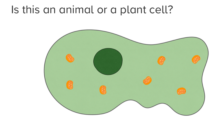 Is this an animal or a plant cell?