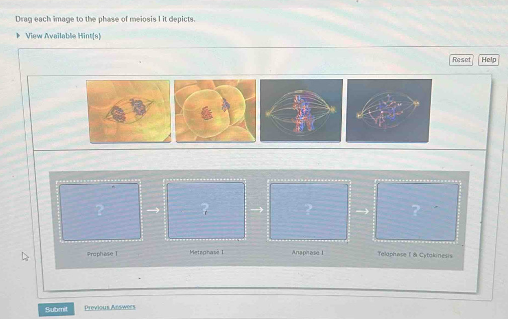 Solved: Drag each image to the phase of meiosis I it depicts. View ...