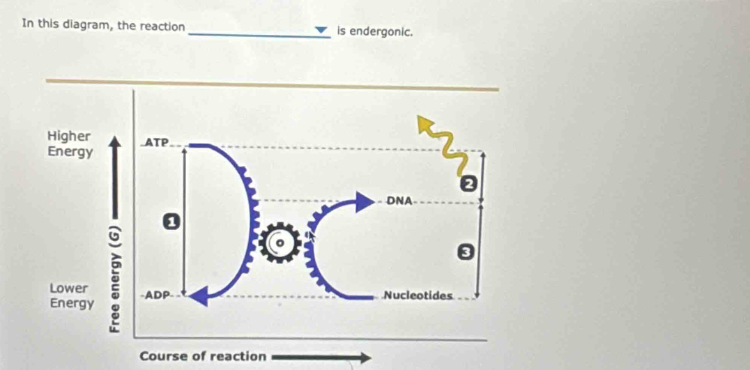 In this diagram, the reaction _is endergonic. 
Course of reaction