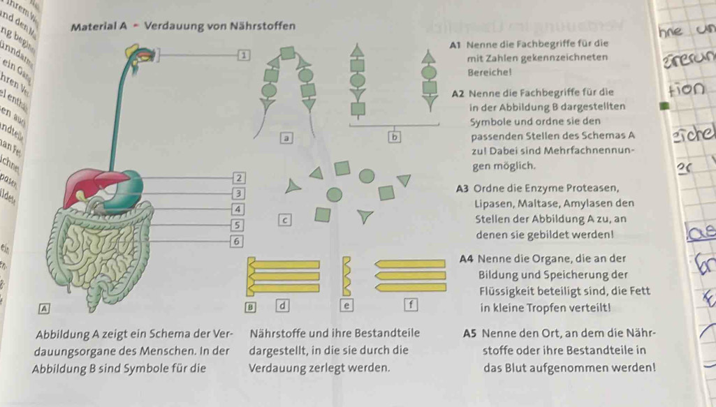 No 
Ihremk 
nd den Material A - Verdauung von Nährstoffen 
ng b egi 
A1 Nenne die Fachbegriffe für die 
inndam 
1 
mit Zahlen gekennzeichneten 
ein Gar 
Bereiche! 
ren y 
A2 Nenne die Fachbegriffe für die 
l enth 
in der Abbildung B dargestellten 
en auō 
Symbole und ordne sie den 
Indtel 
a 
b passenden Stellen des Schemas A 
n F zul Dabei sind Mehrfachnennun- 
chne gen möglich. 
paser 
det 
3 
A3 Ordne die Enzyme Proteasen, 
4 
Lipasen, Maltase, Amylasen den 
5 
C Stellen der Abbildung A zu, an 
6 
denen sie gebildet werden! 
el 
A4 Nenne die Organe, die an der 
Bildung und Speicherung der 
Flüssigkeit beteiligt sind, die Fett 
8 d e f 
^ in kleine Tropfen verteilt! 
Abbildung A zeigt ein Schema der Ver- Nährstoffe und ihre Bestandteile A5 Nenne den Ort, an dem die Nähr- 
dauungsorgane des Menschen. In der dargestellt, in die sie durch die stoffe oder ihre Bestandteile in 
Abbildung B sind Symbole für die Verdauung zerlegt werden. das Blut aufgenommen werden!