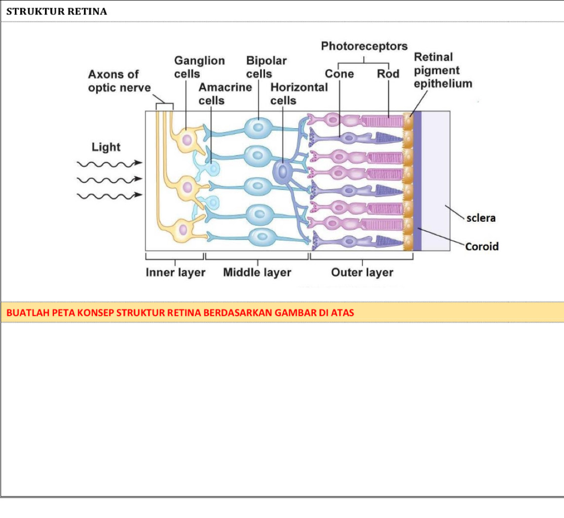STRUKTUR RETINA 
BUATLAH PETA KONSEP STRUKTUR RETINA BERDASARKAN GAMBAR DI ATAS