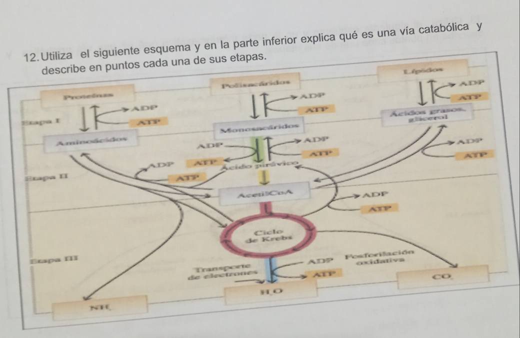 Utiliza el siguiente esquema y en la parte inferior explica qué es una vía catabólica y 
as.