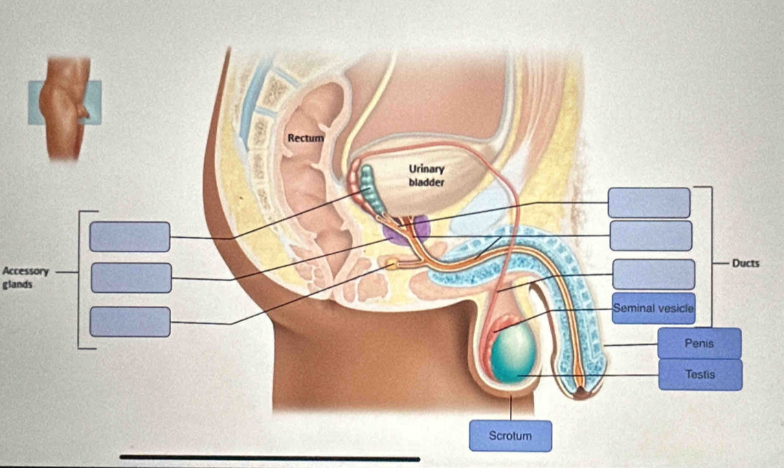 Accessory 
glands