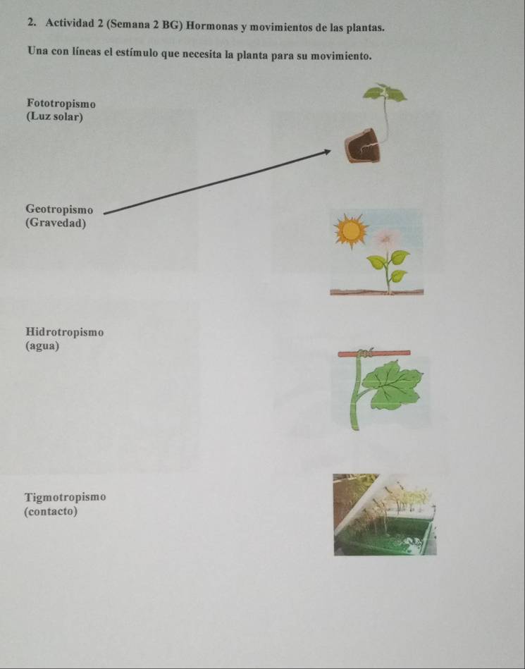 Actividad 2 (Semana 2 BG) Hormonas y movimientos de las plantas. 
Una con líneas el estímulo que necesita la planta para su movimiento. 
Fototropismo 
(Luz solar) 
Geotropismo 
(Gravedad) 
Hidrotropismo 
(agua) 
Tigmotropismo 
(contacto)