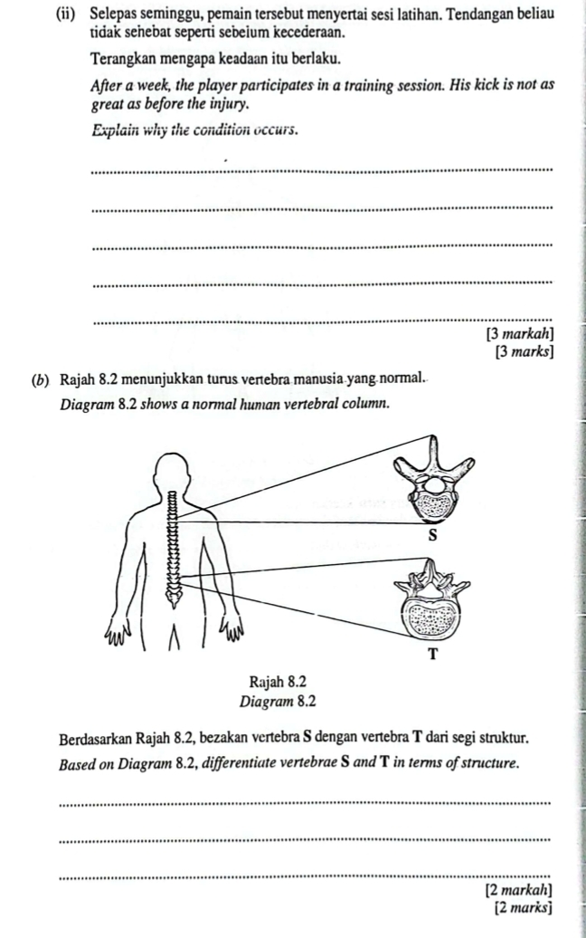 (ii) Selepas seminggu, pemain tersebut menyertai sesi latihan. Tendangan beliau 
tidak sehebat seperti sebelum kecederaan. 
Terangkan mengapa keadaan itu berlaku. 
After a week, the player participates in a training session. His kick is not as 
great as before the injury. 
Explain why the condition occurs. 
_ 
_ 
_ 
_ 
_ 
[3 markah] 
[3 marks] 
(b) Rajah 8.2 menunjukkan turus vertebra manusia yang normal. 
Diagram 8.2 shows a normal human vertebral column. 
Berdasarkan Rajah 8.2, bezakan vertebra S dengan vertebra T dari segi struktur. 
Based on Diagram 8.2, differentiate vertebrae S and T in terms of structure. 
_ 
_ 
_ 
[2 markah] 
[2 marks]