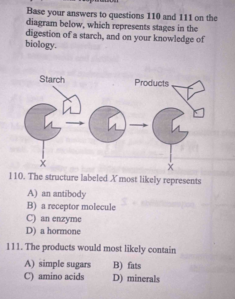 Base your answers to questions 110 and 111 on the
diagram below, which represents stages in the
digestion of a starch, and on your knowledge of
biology.
110. The structure labeled X most likely represents
A) an antibody
B) a receptor molecule
C) an enzyme
D) a hormone
111. The products would most likely contain
A) simple sugars B) fats
C) amino acids D) minerals