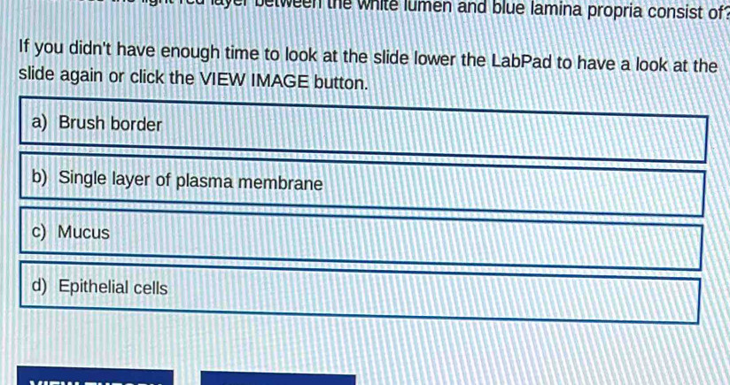 etween the white lumen and blue lamina propria consist of
If you didn't have enough time to look at the slide lower the LabPad to have a look at the
slide again or click the VIEW IMAGE button.
a) Brush border
b) Single layer of plasma membrane
c) Mucus
d) Epithelial cells