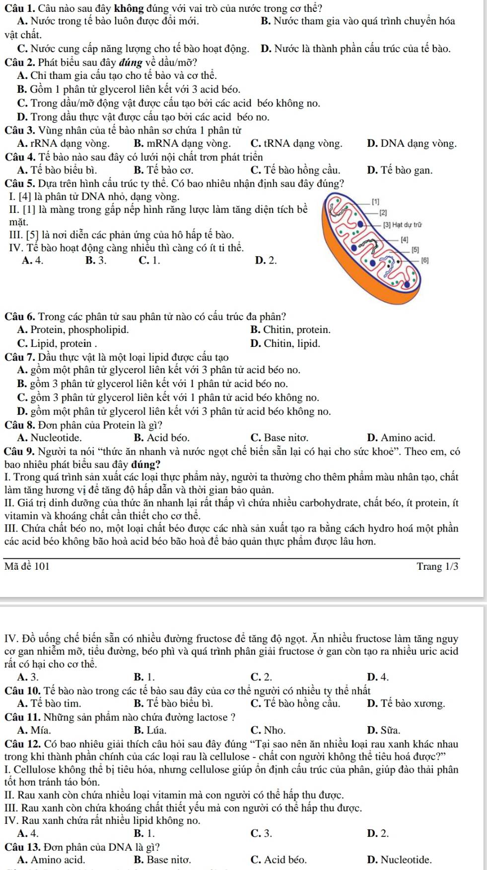 Câu nào sau đây không đúng với vai trò của nước trong cơ thể?
A. Nước trong tế bào luôn được đổi mới. B. Nước tham gia vào quá trình chuyên hóa
vật chất.
C. Nước cung cấp năng lượng cho tế bào hoạt động. D. Nước là thành phần cấu trúc của tế bào.
Câu 2. Phát biểu sau đây đúng về dầu/mỡ?
A. Chỉ tham gia cấu tạo cho tế bào và cơ thể.
B. Gồm 1 phân tử glycerol liên kết với 3 acid béo.
C. Trong dầu/mỡ động vật được cầu tạo bởi các acid béo không no.
D. Trong dầu thực vật được cấu tạo bởi các acid béo no.
Câu 3. Vùng nhân của tế bào nhân sơ chứa 1 phân tử
A. rRNA dạng vòng. B. mRNA dạng vòng. C. tRNA dạng vòng. D. DNA dạng vòng.
Câu 4. Tế bào nào sau đây có lưới nội chất trơn phát triển
A. Tế bào biểu bì. B. Tế bào cơ. C. Tế bào hồng cầu. D. Tế bào gan.
Câu 5. Dựa trên hình cấu trúc ty thể. Có bao nhiêu nhận định sau đây đúng?
I. [4] là phân tử DNA nhỏ, dạng vòng.
II. [1] là màng trong gấp nếp hình răng lược làm tăng diện tích bề
mặt.
III. [5] là nơi diễn các phản ứng của hô hấp tế bào.
IV. Tế bào hoạt động càng nhiều thì càng có ít ti thể.
A. 4. B. 3. C. 1. D. 2.
Câu 6. Trong các phân tử sau phân tử nào có cấu trúc đa phân?
A. Protein, phospholipid. B. Chitin, protein.
C. Lipid, protein . D. Chitin, lipid.
Câu 7. Dầu thực vật là một loại lipid được cấu tạo
A. gồm một phân tử glycerol liên kết với 3 phân tử acid béo no.
B. gồm 3 phân tử glycerol liên kết với 1 phân tử acid béo no.
C. gồm 3 phân tử glycerol liên kết với 1 phân tử acid béo không no.
D. gồm một phân tử glycerol liên kết với 3 phân tử acid béo không no.
Câu 8. Đơn phân của Protein là gì?
A. Nucleotide. B. Acid béo. C. Base nitơ. D. Amino acid.
Câu 9. Người ta nói “thức ăn nhanh và nước ngọt chế biển sẵn lại có hại cho sức khoẻ”. Theo em, có
bao nhiêu phát biểu sau đây đúng?
I. Trong quá trình sản xuất các loại thực phẩm này, người ta thường cho thêm phẩm màu nhân tạo, chất
làm tăng hương vị để tăng độ hấp dẫn và thời gian bảo quản.
II. Giá trị dinh dưỡng của thức ăn nhanh lại rất thấp vì chứa nhiều carbohydrate, chất béo, ít protein, ít
vitamin và khoáng chất cần thiết cho cơ thể.
III. Chứa chất béo no, một loại chất béo được các nhà sản xuất tạo ra bằng cách hydro hoá một phần
các acid béo không bão hoà acid béo bão hoà để bảo quản thực phầm được lâu hơn.
Mã đề 101 Trang 1/3
IV. Đồ uống chế biến sẵn có nhiều đường fructose để tăng độ ngọt. Ăn nhiều fructose làm tăng nguy
cơ gan nhiễm mỡ, tiểu đường, béo phì và quá trình phân giải fructose ở gan còn tạo ra nhiều uric acid
rất có hại cho cơ thể.
A. 3. B. 1. C. 2. D. 4.
Câu 10. Tế bào nào trong các tế bào sau đây của cơ thể người có nhiều ty thể nhất
A. Tế bào tim. B. Tế bào biểu bì. C. Tế bào hồng cầu. D. Tế bào xương.
Câu 11. Những sản phẩm nào chứa đường lactose ?
A. Mía. B. Lúa. C. Nho. D. Sữa.
Câu 12. Có bao nhiêu giải thích câu hỏi sau đây đúng “Tại sao nên ăn nhiều loại rau xanh khác nhau
trong khi thành phần chính của các loại rau là cellulose - chất con người không thể tiêu hoá được ?''
I. Cellulose không thể bị tiêu hóa, nhưng cellulose giúp ồn định cấu trúc của phân, giúp đào thải phân
tốt hơn tránh táo bón.
II. Rau xanh còn chứa nhiều loại vitamin mà con người có thể hấp thu được.
III. Rau xanh còn chứa khoáng chất thiết yểu mả con người có thể hấp thu được.
IV. Rau xanh chứa rất nhiều lipid không no.
A. 4. B. 1. C. 3. D. 2.
Câu 13. Đơn phân của DNA là gì?
A. Amino acid. B. Base nito. C. Acid béo. D. Nucleotide.