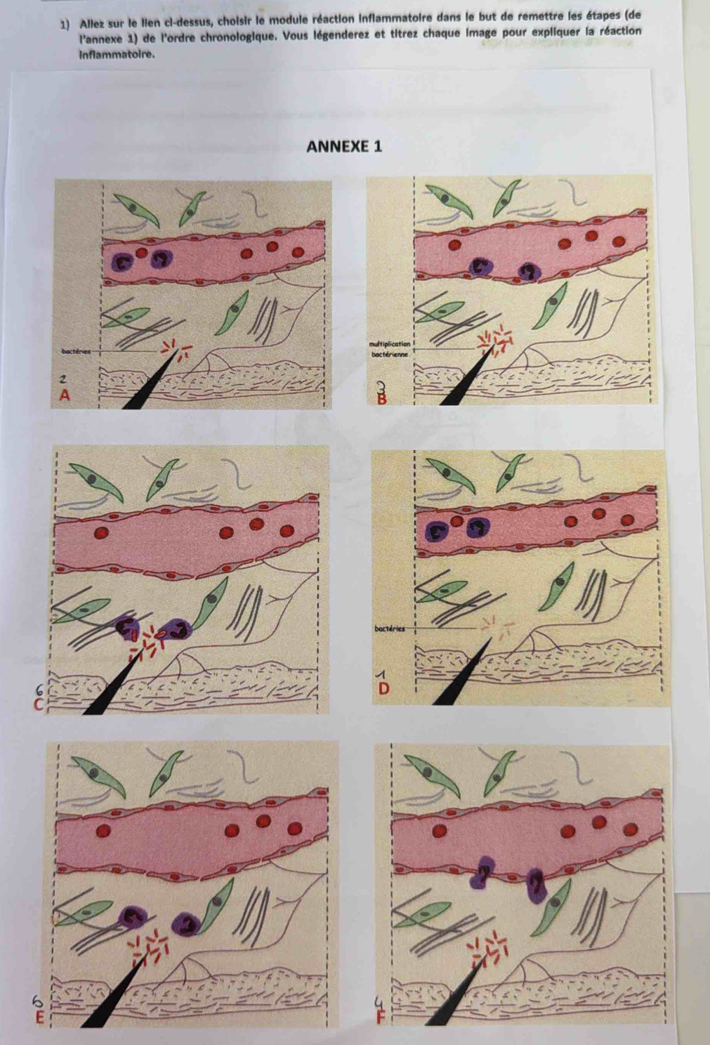 Allez sur le lien ci-dessus, choisir le module réaction inflammatoire dans le but de remettre les étapes (de 
l'annexe 1) de l'ordre chronologique. Vous légenderez et titrez chaque image pour expliquer la réaction 
inflammatoire. 
ANNEXE 1