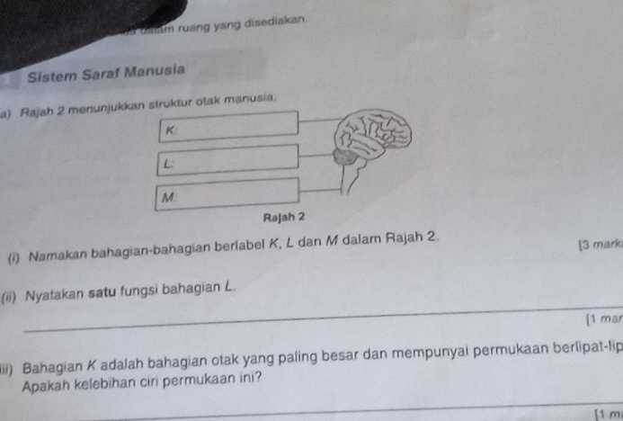 am ruang yang disediakan. 
Sistem Saraf Manusia 
a) Rajah 2 menunjukkan struktur otak manusia.
K
L
M : 
Røjah 2 
(i) Namakan bahagian-bahagian berlabel K, L dan M dalam Rajah 2. [3 mark 
_ 
_ 
(ii) Nyatakan satu fungsi bahagian L. 
[1 mar 
iiii) Bahagian K adalah bahagian otak yang paling besar dan mempunyai permukaan berlipat-lip 
Apakah kelebihan ciri permukaan ini? 
_ 
_ 
[1 m