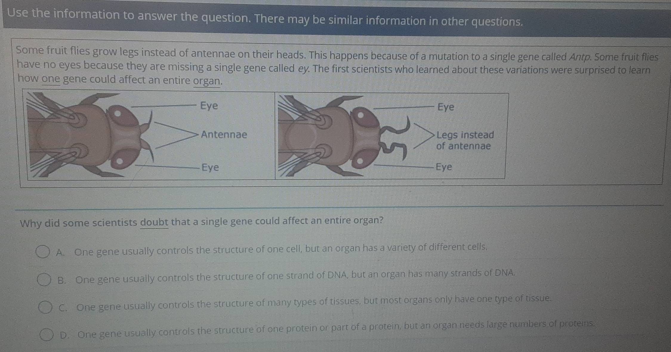 Use the information to answer the question. There may be similar information in other questions.
Some fruit flies grow legs instead of antennae on their heads. This happens because of a mutation to a single gene called Antp. Some fruit flies
have no eyes because they are missing a single gene called ey. The first scientists who learned about these variations were surprised to learn
how one gene could affect an entire organ.
Why did some scientists doubt that a single gene could affect an entire organ?
A. One gene usually controls the structure of one cell, but an organ has a variety of different cells.
B. One gene usually controls the structure of one strand of DNA, but an organ has many strands of DNA.
C. One gene usually controls the structure of many types of tissues, but most organs only have one type of tissue.
D. One gene usually controls the structure of one protein or part of a protein, but an organ needs large numbers of proteins.