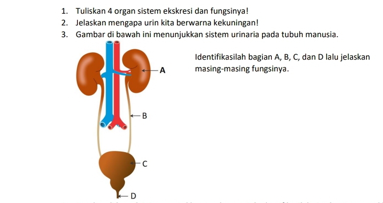 Tuliskan 4 organ sistem ekskresi dan fungsinya! 
2. Jelaskan mengapa urin kita berwarna kekuningan! 
3. Gambar di bawah ini menunjukkan sistem urinaria pada tubuh manusia. 
Identifikasilah bagian A, B, C, dan D lalu jelaskan 
masing-masing fungsinya. 
D