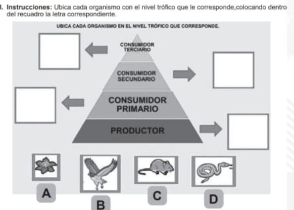 Instrucciones: Ubica cada organismo con el nível trófico que le corresponde,colocando dentro 
del recuadro la letra correspondiente. 
B