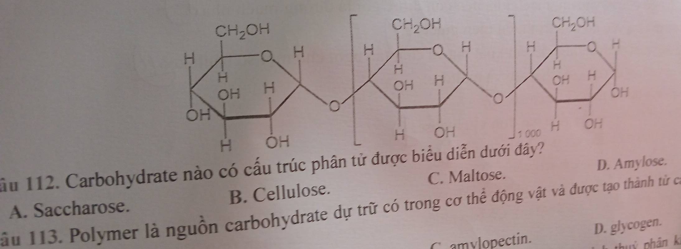 ầu 112. Carbohydrate nào có cấu trúc phâ
C. Maltose.
A. Saccharose. B. Cellulose. D. Amy
ầu 113. Polymer là nguồn carbohydrate dự trữ có trong cơ thể động vật và được tạo thành từ có
Cramylopectin. D. glycogen.
thuỷ phân k