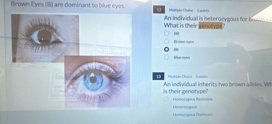 Brown Eyes (B) are dominant to blue eyes.
12 Multiple Choice 5 points
An individual is heterozygous for brown ey
What is their genotype?
BB
Brown eyes
Bb
Blue eyes
13 Multiple Choice 5 points
An individual inherits two brown alleles. Wh
is their genotype?
Homozygous Recessive
Heterozygous
Homozygous Dominant