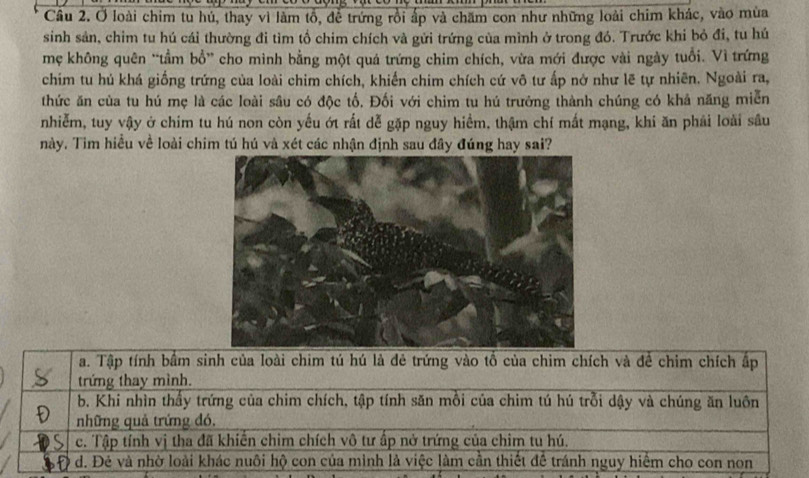 Ở loài chim tu hú, thay vì làm tổ, đề trứng rồi ấp và chăm con như những loài chim khác, vào mùa
sinh sản, chim tu hú cái thường đi tìm tổ chim chích và gửi trứng của mình ở trong đó. Trước khi bỏ đi, tu hú
mẹ không quên 'tầm bổ' cho mình bằng một quá trứng chim chích, vừa mới được vài ngày tuổi. Vì trứng
chim tu hú khá giống trứng của loài chim chích, khiến chim chích cứ vô tư ấp nở như lẽ tự nhiên. Ngoài ra,
thức ăn của tu hú mẹ là các loài sâu có độc tố. Đối với chim tu hú trưởng thành chúng có khả năng miễn
nhiễm, tuy vậy ở chim tu hú non còn yếu ớt rất dễ gặp nguy hiểm, thậm chí mất mạng, khi ăn phải loài sâu
này. Tim hiểu về loài chim tú hú và xét các nhận định sau đây đúng hay sai?
a. Tập tính bầm sinh của loài chim tú hú là đẻ trứng vào tổ của chim chích và để chim chích ấp
trứng thay mình.
b. Khi nhìn thấy trứng của chim chích, tập tính săn mỗi của chim tú hú trỗi dậy và chúng ăn luôn
những quả trứng đó.
c. Tập tính vị tha đã khiến chim chích vô tư ấp nở trứng của chim tu hú.
d. Đẻ và nhờ loài khác nuôi hộ con của minh là việc làm cần thiết để tránh nguy hiểm cho con non