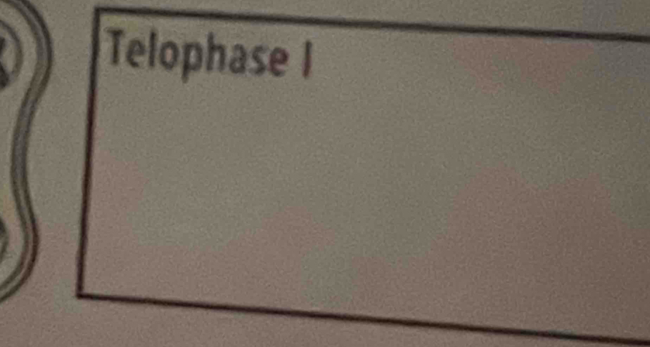 Telophase I