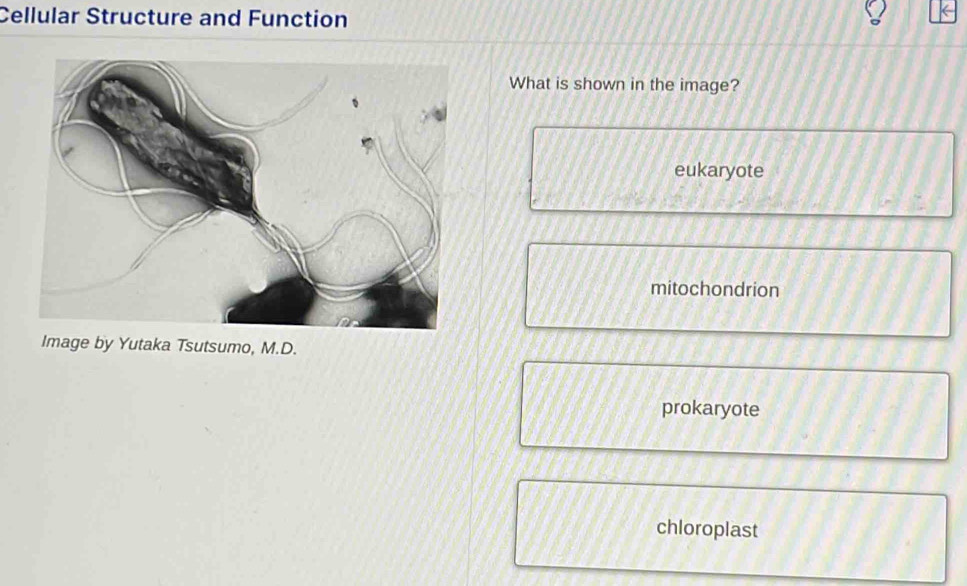 Cellular Structure and Function
What is shown in the image?
eukaryote
mitochondrion
Image by Yutaka Tsutsumo, M.D.
prokaryote
chloroplast