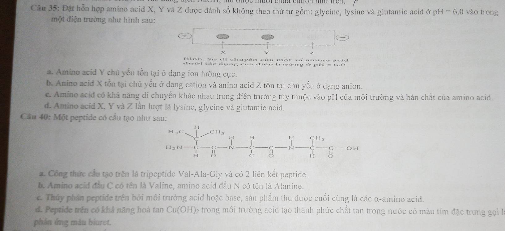 duçe muor chua cation md trem.
Câu 35: Đặt hỗn hợp amino acid X, Y và Z được đánh số không theo thứ tự gồm: glycine, lysine và glutamic acid ở pH=6,0 vào trong
một điện trường như hình sau:
X
z
Hình. Sự đi chuyền của một số amino acid
c dụng củu điện trường ở pH
a. Amino acid Y chủ yếu tồn tại ở dạng ion lưỡng cực.
b. Anino acid X tồn tại chủ yếu ở dạng cation và anino acid Z tồn tại chủ yếu ở dạng anion.
c. Amino acid có khả năng di chuyền khác nhau trong điện trường tùy thuộc vào pH của môi trường và bản chất của amino acid.
d. Amino acid X, Y và Z lần lượt là lysine, glycine và glutamic acid.
Câu 40: Một peptide có cầu tạo như sau:
a. Công thức cầu tạo trên là tripeptide Val-Ala-Gly và có 2 liên kết peptide.
b. Amino acid đầu C có tên là Valine, amino acid đầu N có tên là Alanine.
c. Thủy phần peptide trên bởi môi trường acid hoặc base, sản phẩm thu được cuối cùng là các α-amino acid.
d. Peptide trên có khả năng hoà tan Cu(OH): 02 trong môi trường acid tạo thành phức chất tan trong nước có màu tím đặc trưng gọi l
phản ứng màu biuret.