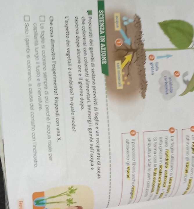 Le tégie aasorbono lanididira 
attraverso gli stomi spen 
L a fogle utilizzano la fuce sel 
maro F anidrido carbonic 
inta grezz a in sostanze nutle 
Si forma cosí la linfa elaborit 
stribuíta a tutte le partí della pars 
5 Il processo líbera anche ossigerdn 
attraverso gli stomi 
SCIENZA IN AZIONE 
Procurati dei gambi di sedano provvisti di foglie e un recipiente di acqua 
che colorerai con coloranti alimentari. Immergi i gambi nell'acqua e 
osserva dopo alcune ore e il giorno dopo. 
L'aspetto del vegetali è cambiato? In quale modo? 
Che cosa dimostra l'esperimento? Rispondi con una X. 
Le foglie si colorano sempre di più perché l'acqua risale per 
capillarità lungo il fusto e le nervature. 
Solo i gambi si colorano, a causa del contatto con l'inchiostro. 
Esarc