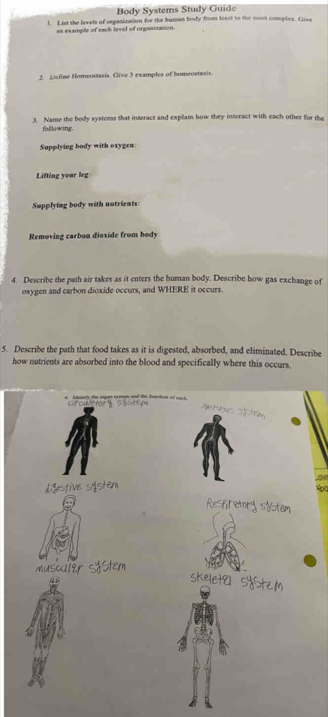 Body Systems Study Guide 
1. List the levels of organization for the human body from least to the most complex. Give 
an example of each level of organization. 
2. Define Homeostasis. Give 3 examples of homeostasis. 
3. Name the body systems that interact and explain how they interact with each other for the 
following. 
Supplying body with oxygen 
Lifting your leg 
Supplying body with nutrients: 
Removing carbon dioxide from body 
4. Describe the path air takes as it enters the human body. Describe how gas exchange of 
oxygen and carbon dioxide occurs, and WHERE it occurs. 
5. Describe the path that food takes as it is digested, absorbed, and eliminated. Describe 
how nutrients are absorbed into the blood and specifically where this occurs.