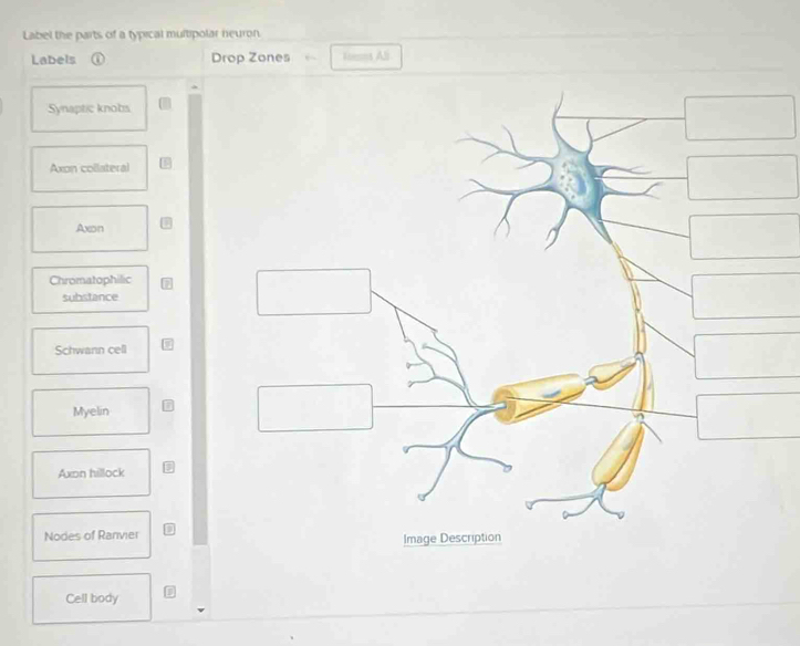 Solved: Label the parts of a typical multipolar neuron. Labels ① Drop ...