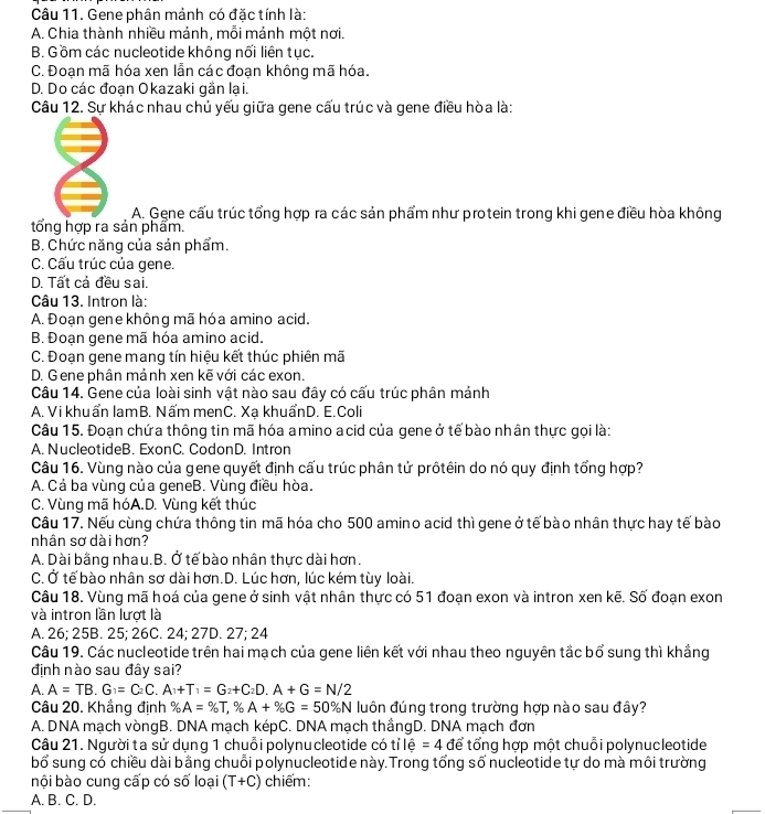 Gene phân mảnh có đặc tính là:
A. Chia thành nhiều mảnh, mỗi mảnh một nơi.
B. Gồm các nucleotide không nối liên tục.
C. Đoạn mã hóa xen lẫn các đoạn không mã hóa.
D. Do các đoạn Okazaki gần lại.
Câu 12. Sự khác nhau chủ yếu giữa gene cấu trúc và gene điều hòa là:
A. Gene cấu trúc tổng hợp ra các sản phẩm như protein trong khi gene điều hòa không
tổng hợp ra sản phẩm.
B. Chức năng của sản phẩm.
C. Cấu trúc của gene.
D. Tất cả đều sai.
Câu 13. Intron là:
A. Đoạn gene không mã hóa amino acid.
B. Đoạn gene mã hóa amino acid.
C. Đoạn gene mang tín hiệu kết thúc phiên mã
D. Gene phân mảnh xen kẽ với các exon.
Câu 14. Gene của loài sinh vật nào sau đây có cấu trúc phân mảnh
A. Vi khuẩn lamB. Nấm menC. Xạ khuẩnD. E.Coli
Câu 15. Đoạn chứa thông tin mã hóa amino acid của gene ở tế bào nhân thực gọi là:
A. NucleotideB. ExonC. CodonD. Intron
Câu 16. Vùng nào của gene quyết định cấu trúc phân tử prôtêin do nó quy định tổng hợp?
A. Cả ba vùng của geneB. Vùng điều hòa.
C. Vùng mã hóA.D. Vùng kết thúc
Câu 17. Nếu cùng chứa thông tin mã hóa cho 500 amino acid thì gene ở tế bào nhân thực hay tế bào
nhân sơ dài hơn?
A. Dài bằng nhau.B. Ở tế bào nhân thực dài hơn.
C. Ở tế bào nhân sơ dài hơn.D. Lúc hơn, lúc kém tùy loài.
Câu 18. Vùng mã hoá của gene ở sinh vật nhân thực có 51 đoạn exon và intron xen kẽ. Số đoạn exon
và intron lần lượt là
A. 26; 25B. 25; 26C. 24; 27D. 27; 24
Câu 19. Các nucleotide trên hai mạch của gene liên kết với nhau theo nguyên tắc bổ sung thì khẳng
định nào sau đây sai?
A. A=TB.G_1=C_2C.A_1+T_1=G_2+C_2D.A+G=N/2
Câu 20. Khẳng định % A=% T, % A+% G=50% N luôn đúng trong trường hợp nào sau đây?
A. DNA mạch vòngB. DNA mạch képC. DNA mạch thắngD. DNA mạch đơn
Câu 21. Người ta sử dụng 1 chuỗi polynucleotide có tỉ lệ =4 để tổng hợp một chuỗi polynucleotide
bổ sung có chiều dài bằng chuỗi polynucleotide này.Trong tổng số nucleotide tự do mà môi trường
bội bào cung cấp có số loại (T+C) chiếm:
_
A. B. C. D.