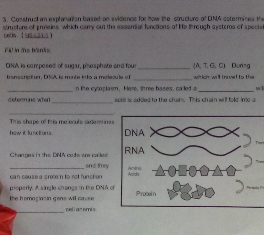 Construct an explanation based on evidence for how the structure of DNA determines the 
structure of proteins which carry out the essential functions of life through systems of special 
cells. HS-LS1-1 
Fill in the blanks: 
DNA is composed of sugar, phosphate and four _(A, T, G, C). During 
_ 
transcription, DNA is made into a molecule of which will travel to the 
_in the cytoplasm, Here, three bases, called a_ will 
_ 
determine what acid is added to the chain. This chain will fold into a 
_ 
This shape of this molecule determines 
how it functions. 
Changes in the DNA code are called 
Tran 
_and they 
can cause a protein to not function 
n 
properly. A single change in the DNA o 
the hemoglobin gene will cause 
_ 
cell anemia.