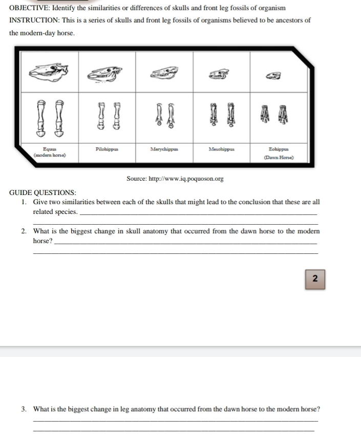 OBJECTIVE: Identify the similarities or differences of skulls and front leg fossils of organism 
INSTRUCTION: This is a series of skulls and front leg fossils of organisms believed to be ancestors of 
the modern-day horse. 
Source: http://www.iq.poquoson.org 
GUIDE QUESTIONS: 
1. Give two similarities between each of the skulls that might lead to the conclusion that these are all 
related species._ 
_ 
2. What is the biggest change in skull anatomy that occurred from the dawn horse to the modern 
horse?_ 
_ 
2 
3. What is the biggest change in leg anatomy that occurred from the dawn horse to the modern horse? 
_ 
_