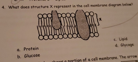 What does structure X represent in the cell membrane diagram below?
c. Lipid
a. Protein d. Glycoge
b. Glucose
portion of a cell membrane. The arrow