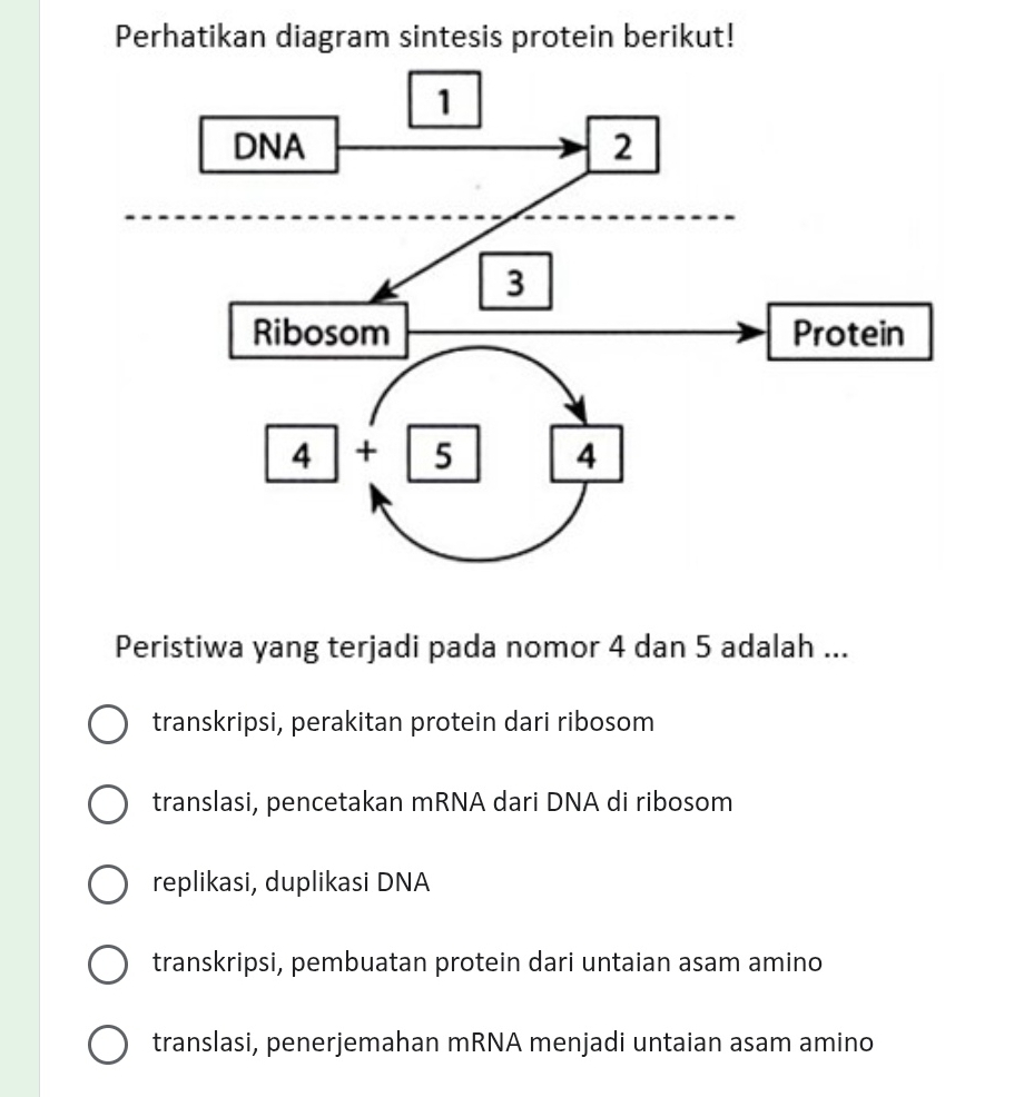 Perhatikan diagram sintesis protein berikut!
Peristiwa yang terjadi pada nomor 4 dan 5 adalah ...
transkripsi, perakitan protein dari ribosom
translasi, pencetakan mRNA dari DNA di ribosom
replikasi, duplikasi DNA
transkripsi, pembuatan protein dari untaian asam amino
translasi, penerjemahan mRNA menjadi untaian asam amino