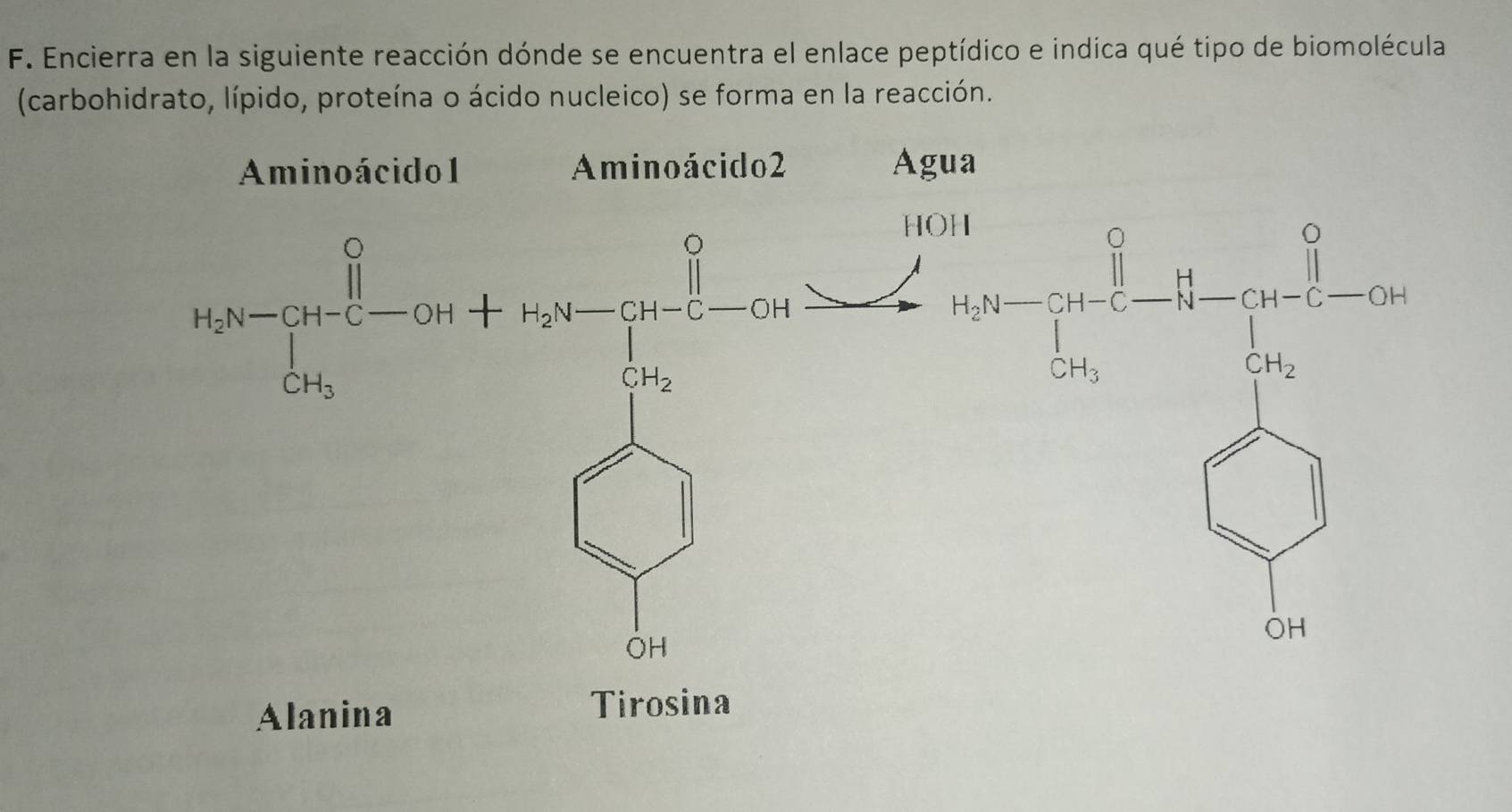 Encierra en la siguiente reacción dónde se encuentra el enlace peptídico e indica qué tipo de biomolécula
(carbohidrato, lípido, proteína o ácido nucleico) se forma en la reacción.